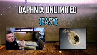 How I Raise Daphnia Water Fleas And You Can Too [upl. by Rikki]