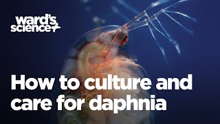 Caring and Culturing for Daphnia [upl. by Nanek934]