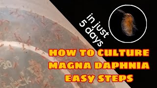 How to Culture Magna Daphnia Easily [upl. by Euqinitram]