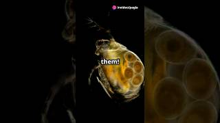 How to culture Daphnia for your Aquarium [upl. by Scotty]