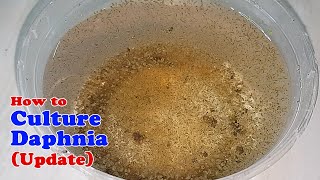 How to Culture Daphnia Update with ZERO Cost  Unlimited Live Food for Our Fish [upl. by Grier649]