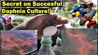 How to Culture Daphnia Successfully [upl. by Gollin]