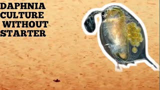 HOW TO CULTURE DAPHNIA NATURALLY WITHOUT A STARTER [upl. by Notsae]