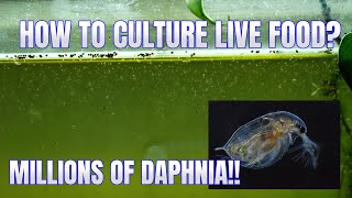 How to Culture Daphnia Secret Method to Breed MILLIONS  Simply Aquatic [upl. by Mcgray809]