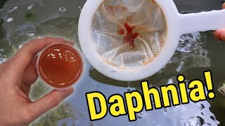 How I Culture Daphnia In Outdoor Tubs [upl. by Adnil483]