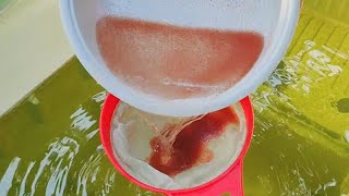 How to culture daphnia  Daphnia culture  How to grow daphnia outdoor [upl. by Akemhs687]