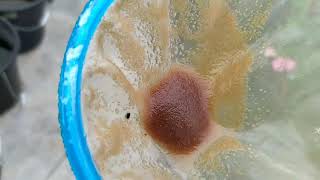 How to culture daphnia moina in a small container Part 1 English Subtitle [upl. by Aicina766]