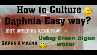 Daphnia MagnaHow to Culture Daphnia Easy wayCulturing Daphnia using Green water Daphnia [upl. by Nitsruk]