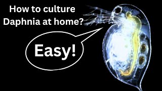 BEST Live Fish Food Beginner guide How to Culture Daphnia at home [upl. by Giefer]