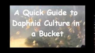 How to culture daphnia outside [upl. by Adyam]