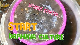 How to culture daphnia moina the easy way 1  Starting the Daphnia culture [upl. by Barrada292]