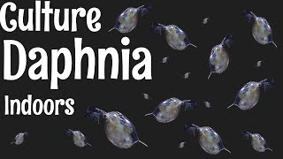 How to Culture Daphnia [upl. by Eneloc]