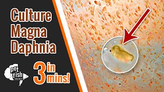 How to culture DAPHNIA MAGNA  The easy way [upl. by Aible]