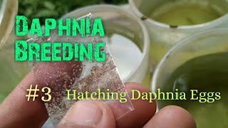 Daphnia Culture made simple and easy 3  Hatching Daphnia eggs [upl. by Rastus]