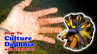 How to Culture Daphnia with ZERO Cost  Unlimited Live Food For Our Fish [upl. by Enilraep922]