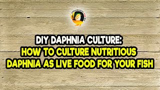 DIY Daphnia Culture How to Culture Nutritious Daphnia as Live Food for Your Fish [upl. by Ejrog]