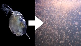 How I Culture Daphnia [upl. by Ajtak]