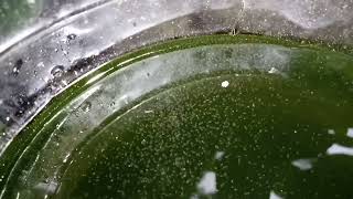 DAPHNIA MOINA CULTURE IN A SMALL BUCKET [upl. by Crispas]