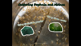 How To Culture Daphnia and Moinas using Green Water Spirulina powder [upl. by Ringsmuth]