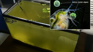 Raising Daphnia for the Freshwater Aquarium [upl. by Randie153]