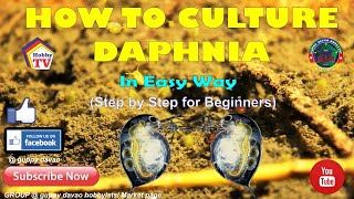 HOW TO CULTURE DAPHNIA In Easy Way [upl. by Berstine]